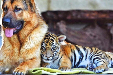 Baby Tiger Wallpapers Full HD : Animal Wallpapers Kokean.com