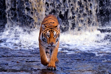 Pictures Of Baby Tigers And Wallpapers Download