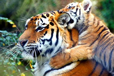 Pics Of A Baby Tiger Wallpapers 3d Hd Pictures.