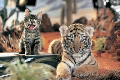 Desktop Baby Tiger Hd Wallpapers Download