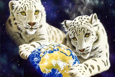 Baby White Tiger Wallpapers