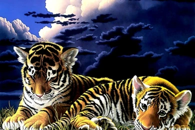 Baby Tiger Wallpapers 3D