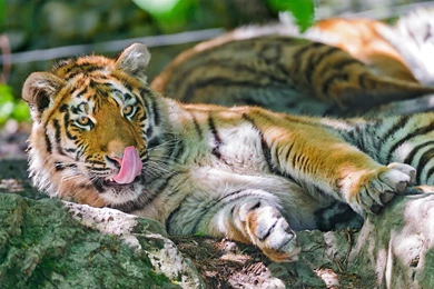 Pictures Of Baby Tigers And Wallpapers Download