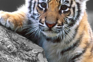 Baby Tiger S4 Wallpapers