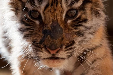 Baby Tiger iPhone 6 Wallpapers 30498   Animals iPhone 6 Wallpapers ...