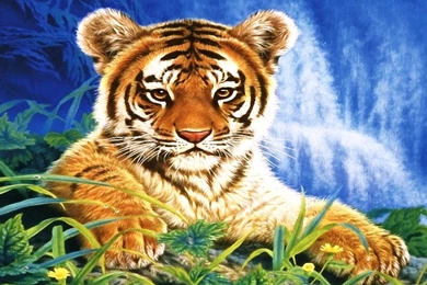 Baby Tiger Images   HD Wallpapers And Pictures