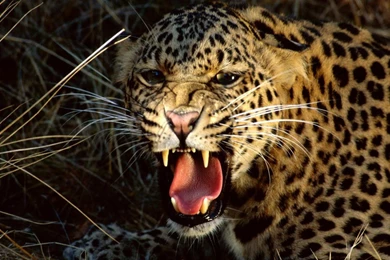 Download Wallpapers Leopard Growls (1366 X 768). Desktop Wallpapers ...