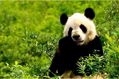 HD Pandas Wallpapers   Android Apps On Google Play