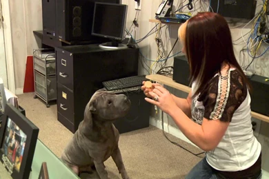 What Kind Of Dog Is This.?