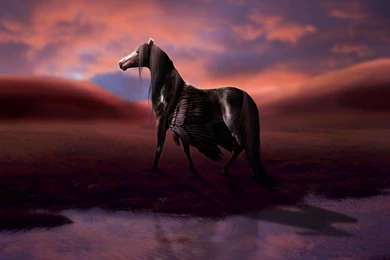 Magical Animals Pegasus Black Fantasy Horse Wallpapers