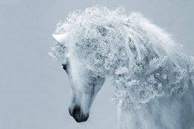 White Horse Fantasy, 1920x1200 HD Wallpapers And FREE Stock Photo