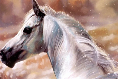 Horses: White Horse Fantasy Horses Animals Nature HD Pictures For ...
