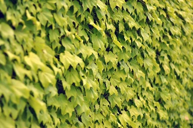 Ivy Wall Summer Mac Wallpapers Download Free Mac Wallpapers ...