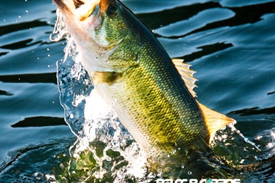 Cool Bass Fishing Wallpapers Image Gallery Photonesta