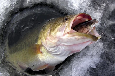 Largemouth Bass Hd Wallpapers For Desktop