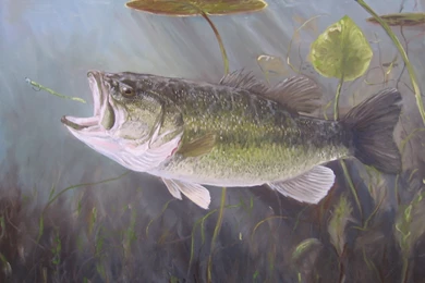 Largemouth Bass Hd Wallpapers For Desktop