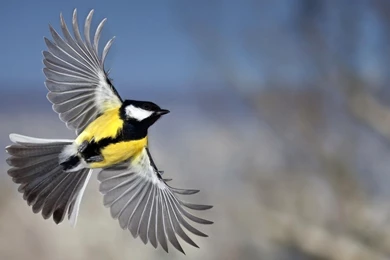 Beautiful Bird HD Wallpapers HD Wallpapers