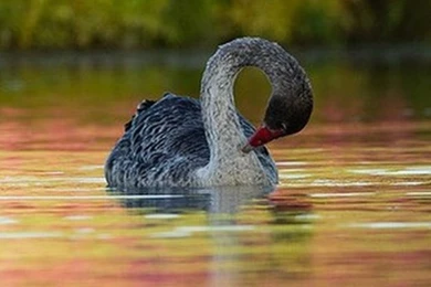 Beautiful Bird Iphone High Definition Wallpapers