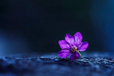 Flowers: Rest Peace Purple Photography Soft Nature Flower Free ...