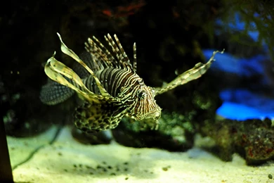 2160x1440 Wallpapers Aquarium. Astonishing Free Tablet Backgrounds ...