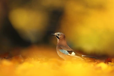 Free Animal Wallpapers For Desktop WI17