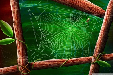 Spider Web Wallpapers   512640
