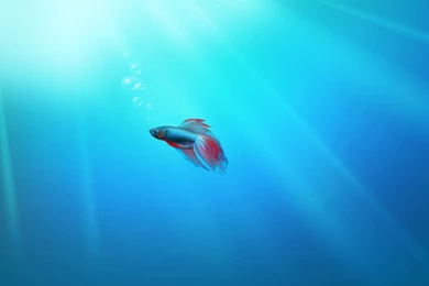 Windows 7 Wallpapers