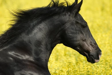 1600x1200 Black Stallion Head Wallpapers