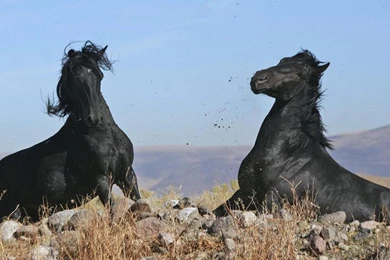 Wallpaper: Black Stallion, Wild Horse, Field, Animals, Stones ...