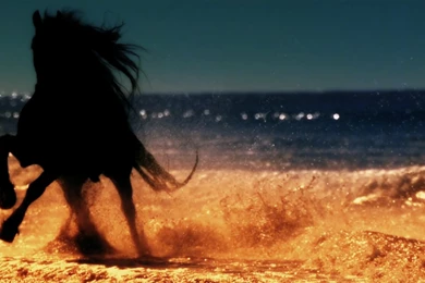 Horses: Silhouette Black Stallion Beach Ocean Horses Horse Cool ...