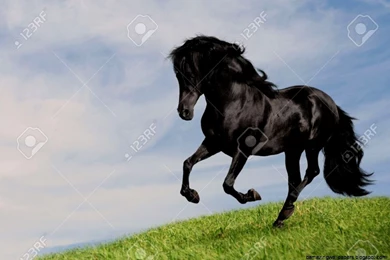 Black Stallion Horse Running