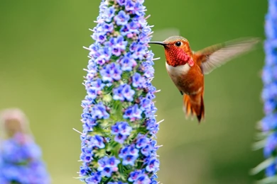 Birds Hummingbird Flowers Animal Nature Humming Hd Wallpapers ...