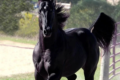 Download Free HQ Stallion Wallpapers   Hqwallbase.pw
