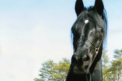 Beautiful Head Pretty Black Stallion Against Blue Sky – Animals ...
