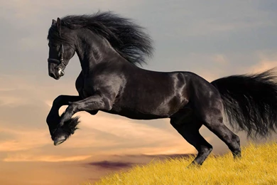 Black Horse Wallpapers   HD Wallpaper Backgrounds Of Your Choice