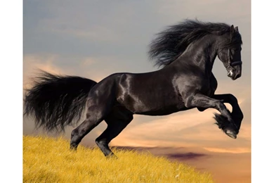 Amazing Black Stallion Horse 4K Wallpapers