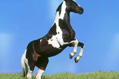 Wallpapers White Stallions On The Run Black Stallion Horse ...