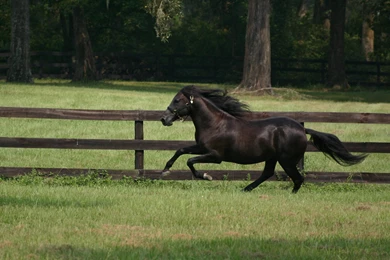 Black Stallion Wallpapers   233437