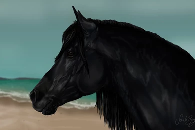 Cass Ole   The Black Stallion By OoBLACKNIGHTINGALEoo On DeviantArt