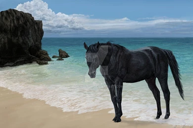 Black Stallion On Beach By Sunwolf29 On DeviantArt