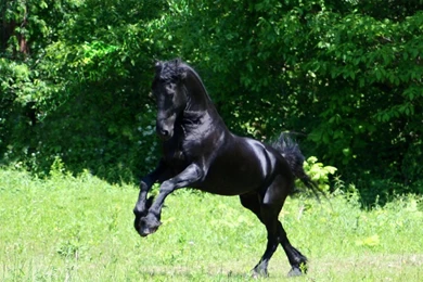 Black Stallion Stock By LarissaAllen On DeviantArt