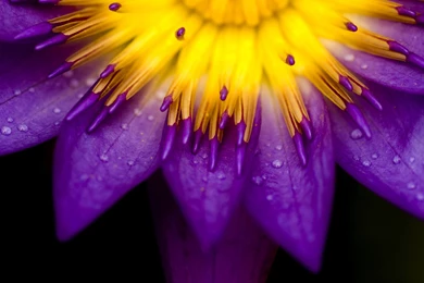 10/09/2015   2048x1152px Bright Blue Flowers Desktop Wallpapers ...