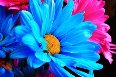 Bright Flowers Wallpapers