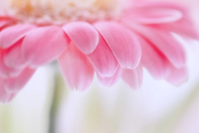 Download Wallpapers 1400x1050 Petals, Light, Bright, Flower ...