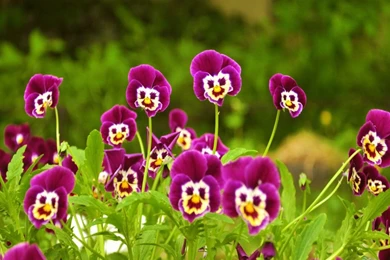 Refreshing And Beautiful Flowers Wallpapers