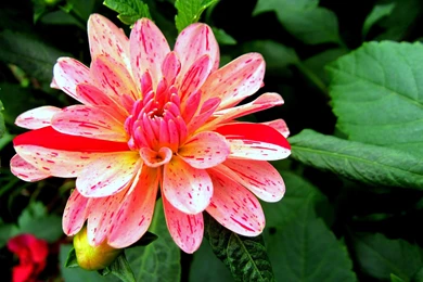 BRIGHT FLOWER WALLPAPER   (