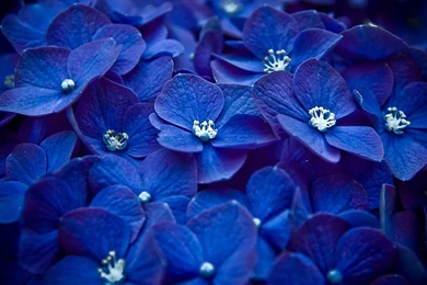 10/09/2015   2048x1152px Bright Blue Flowers Desktop Wallpapers ...