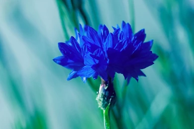 1280x800   Bright Flower Wallpapers