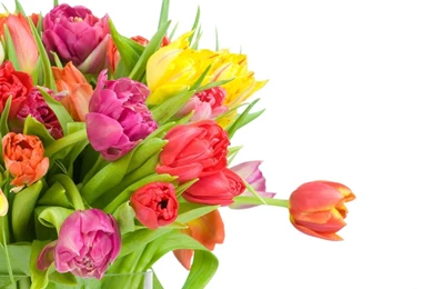 Wallpaper: White Background, Bouquet, Tulips, Bright, Flowers ...