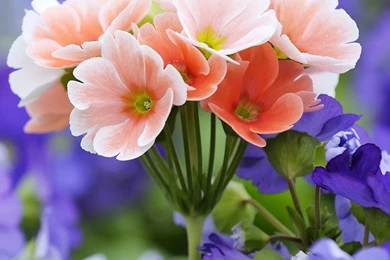 Primrose Flower Wallpapers